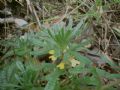 Ajuga chamaepitys